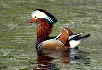20170411 Mandarin at Axford DKP cropped