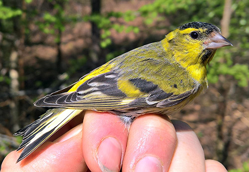 Siskin1