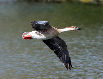 Swan Goose 2017 03 22 Langford Lakes50