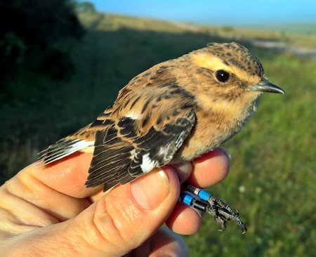 Whinchat cr