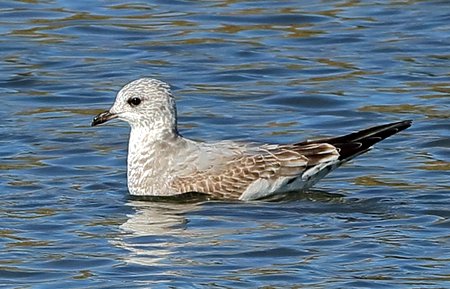 Common Gull 2018 10 09 Langford Lakesa