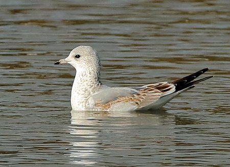 Common Gull 2018 10 25 Langford Lakes101