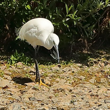 Little Egret 2018 07 10 Langford Lakes