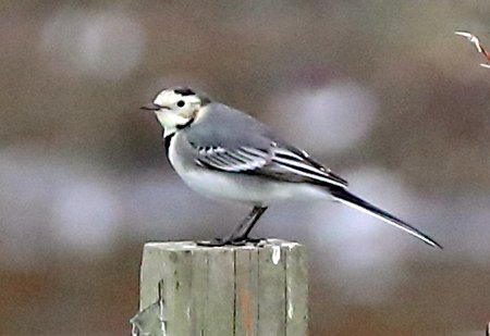 White Wagtail 2018 10 25 Langford Lakes100