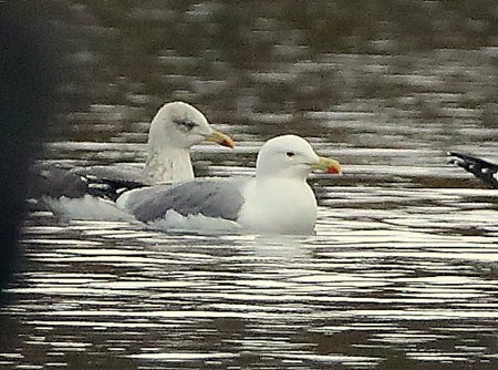Yellow legged Gull 2018 11 21 Langford Lakes101