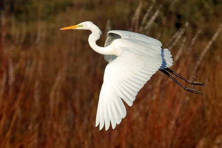 Great White Egret 2019 02 10 Langford Lakes6