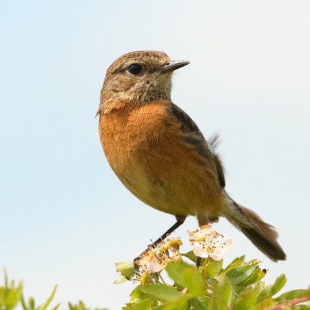 Stonechat 2019 05 23 Badens Clump