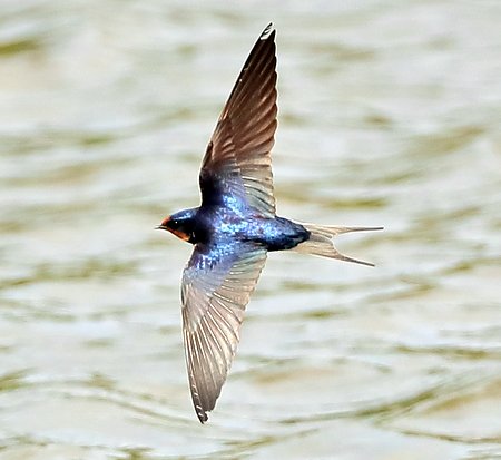 Swallow 2019 05 02 Langford Lakes5