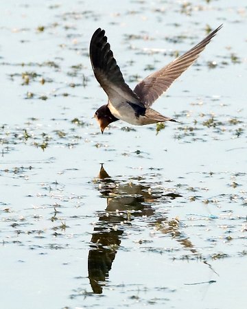 Swallow 2019 07 07 Langford Lakes1