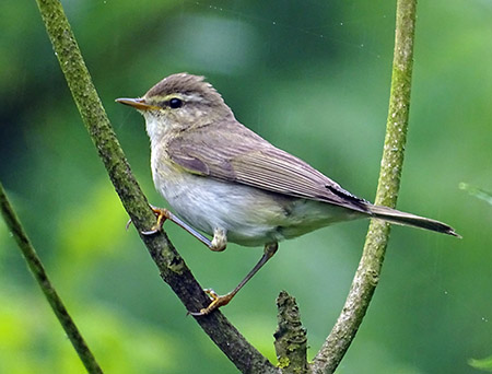 Willow Warbler Male1