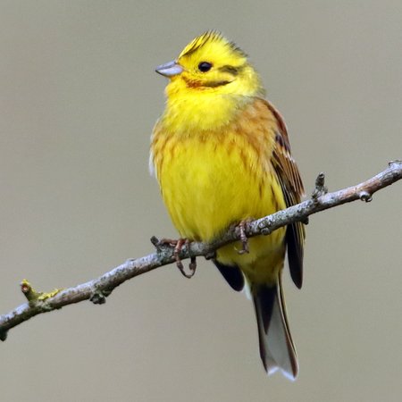 Yellowhammer 2019 04 07 Cley Hill