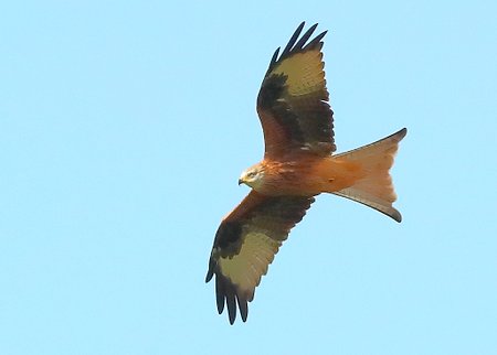 Red Kite 2020 10 14 Salisbury Plain1