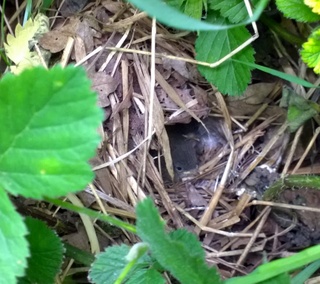 Chiff nest