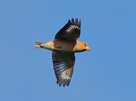 Hawfinch 2018 01 07 Fonthill Arch10