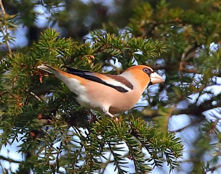 Hawfinch 2018 01 07 Fonthill Arch9