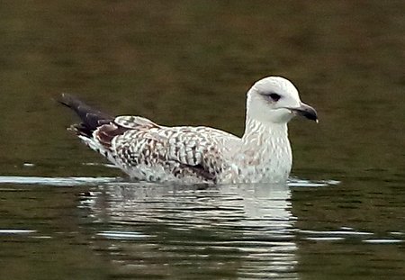 Herring Gull 2018 02 17 Langford Lakes