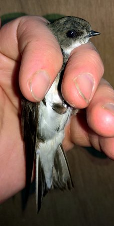 Sand Martin