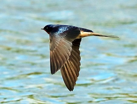 Swallow 2018 04 25 Langford Lakes