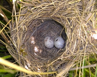 Yammer nest