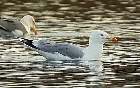 Yellow legged Gull 2017 12 09 Langford Lakes1