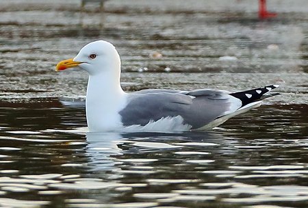 Yellow legged Gull 2017 12 12 Langford Lakes