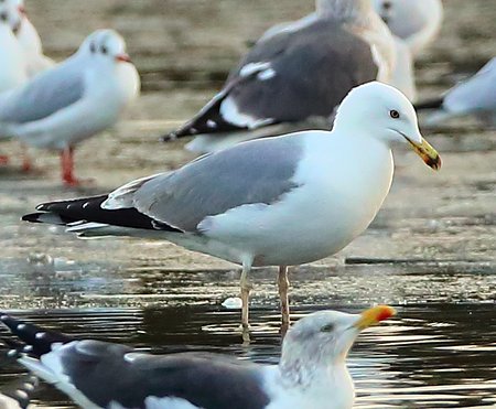 Yellow legged Gull 2017 12 12 Langford Lakes4