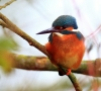 w100h200q100_kingfisher-2014-02-24-langford-lakes12