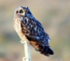 w100h200q100_short-eared-owl-2015-01-24-badens-clump11