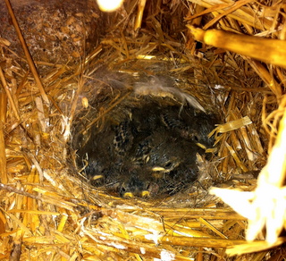 pwag nest