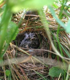 stonechat nest