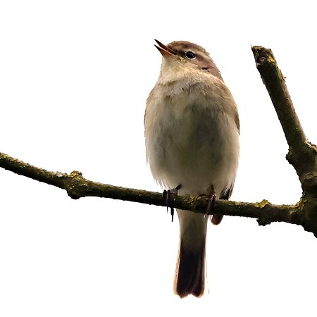 1 Chiffchaff 2023 05 15 Langford Lakes1