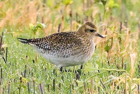 1 Golden Plover 2023 01 22 Bishops Cannings2