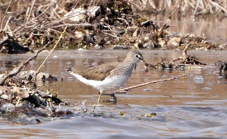 1 Green Sandpiper 2022 03 22 Langford Lakes