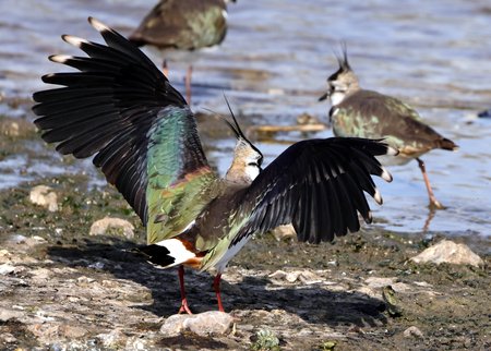 1 Lapwing 2022 03 22 Langford Lakes1