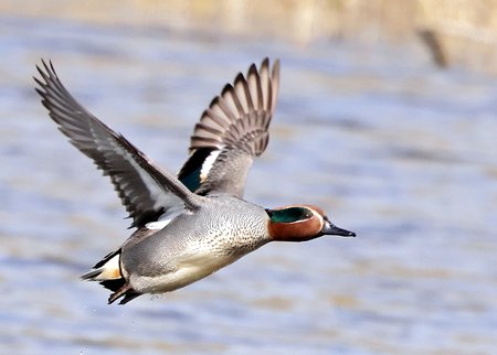 1 Teal 2022 03 22 Langford Lakes4