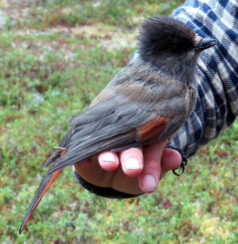 Sibe Jay in hand