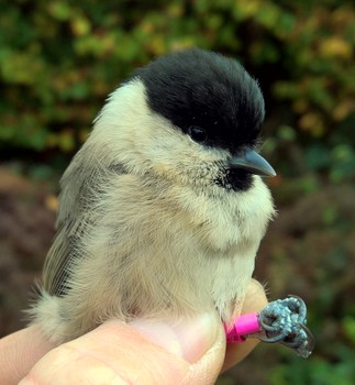 Wilti ringed as a nestling