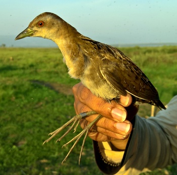 Baillons Crake