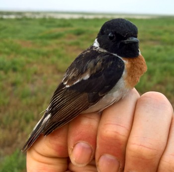 WT Stonechat