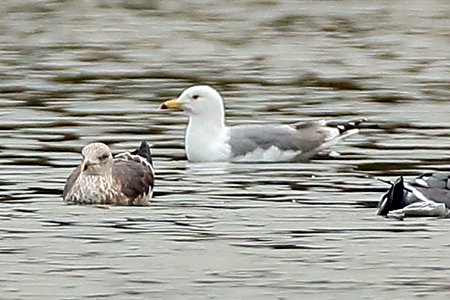 Caspian Gull 2019 03 04 Langford Lakes3