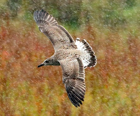 Herring Gull 2019 10 08 Langford Lakes