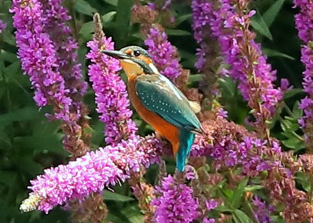Kingfisher 2019 07 29 Langford Lakes