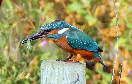 Kingfisher 2019 08 27 Langford Lakes2
