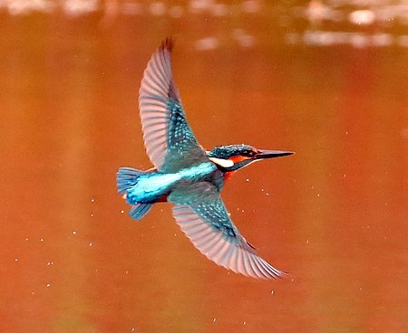 Kingfisher 2019 09 10 Langford Lakes