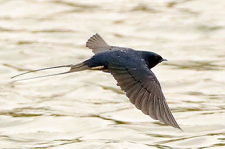 Swallow 2019 03 31 Langford Lakes0