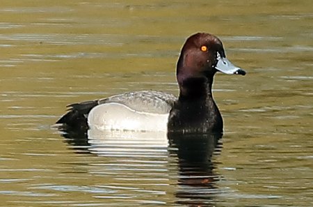Tufted Duck x Pochard 2019 03 26 Langford Lakes