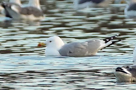 Yellow legged Gull 2019 12 03 Langford Lakes00
