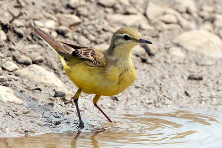 Yellow Wagtail 2019 06 20 Lydeway13
