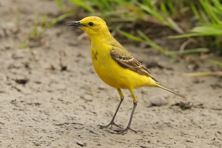 Yellow Wagtail 2019 06 20 Lydeway2
