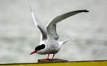 Common Tern 07 20 2